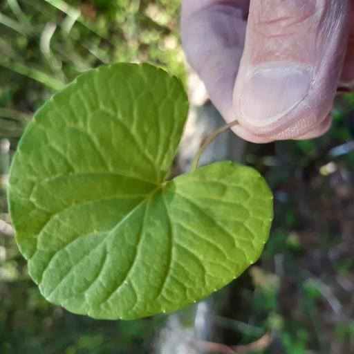 Viola epipsila other