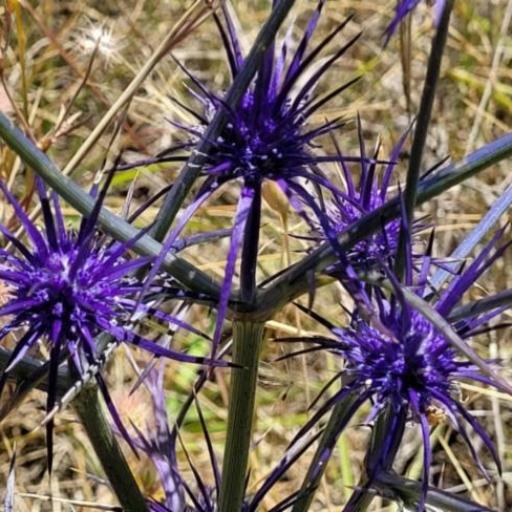 Eryngium ovinum — search result for 'Eryngium'