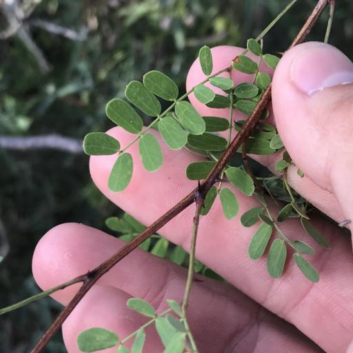 Senegalia roemeriana — houseplant care guide