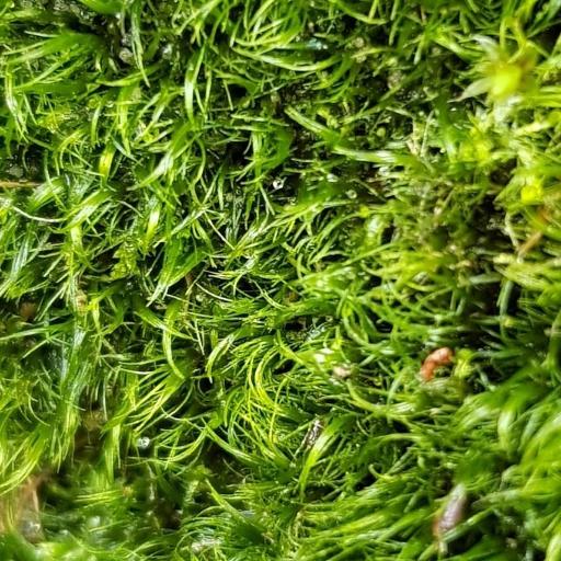 Dicranella heteromalla other