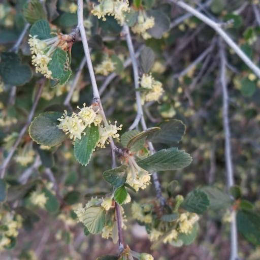Cercocarpus betuloides other