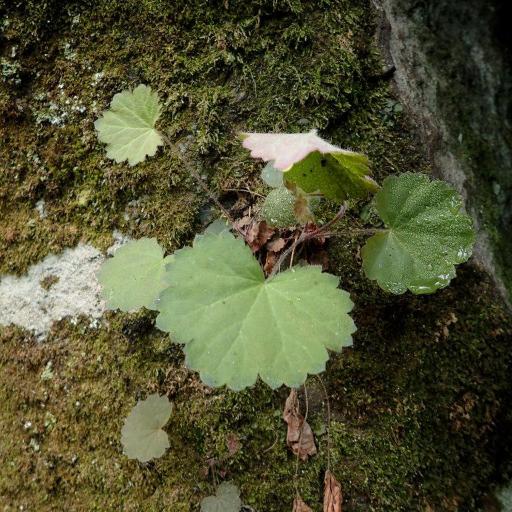 Heuchera parviflora other