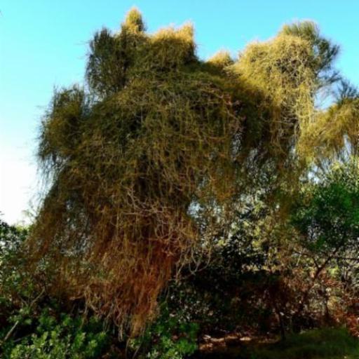 Cassytha pubescens other