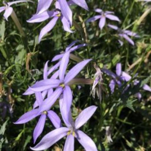 Lithotoma axillaris — search result for 'Campanulaceae'