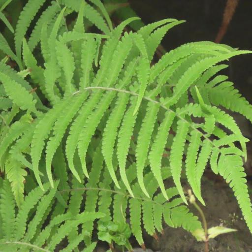 Thelypteris parasitica — search result for 'Thelypteris'