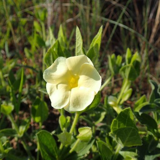 Thunbergia atriplicifolia other