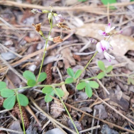 Lespedeza repens other