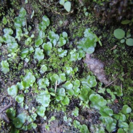Lunularia cruciata other