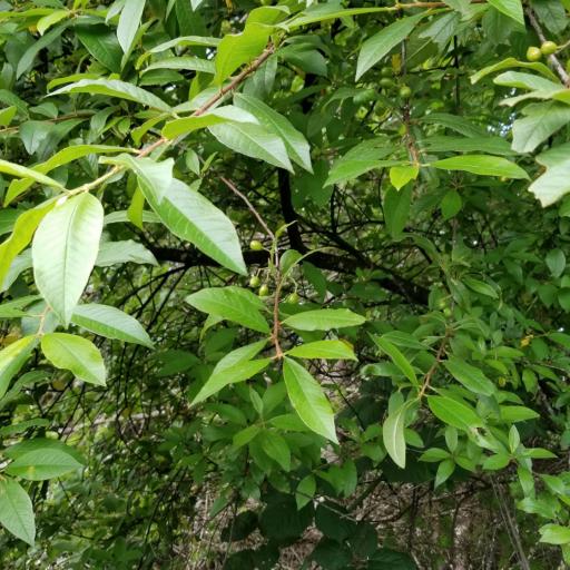 Prunus emarginata other