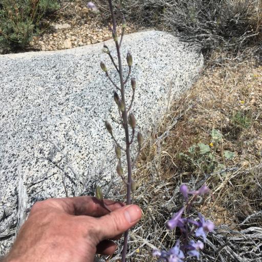 Delphinium parishii — search result for 'Delphinium'