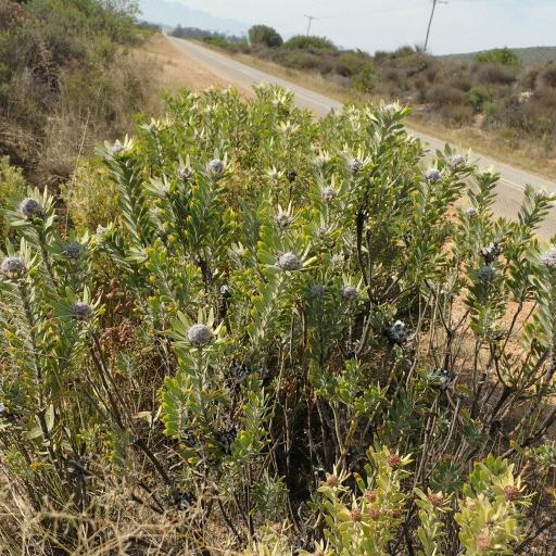 Leucadendron pubescens other