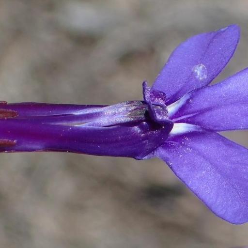 Lobelia tomentosa other