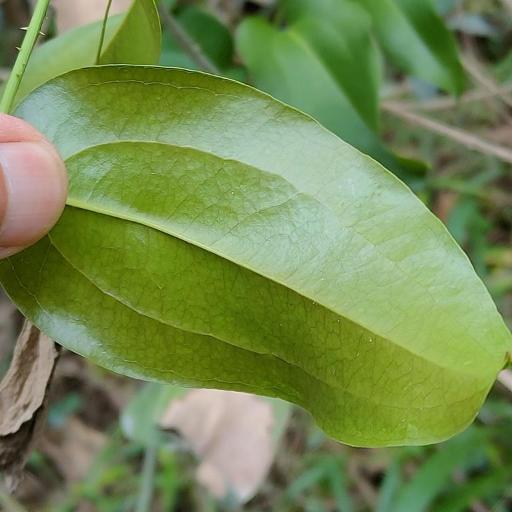 Smilax australis other