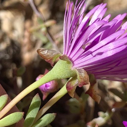 Lampranthus emarginatus other