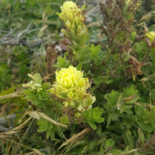 Castilleja wightii other