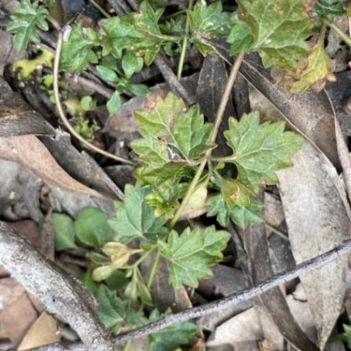 Veronica plebeia other