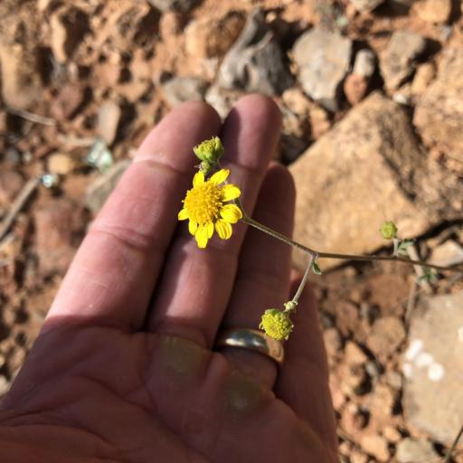 Hymenothrix dissecta other