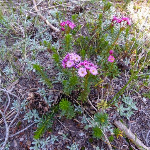 Phyllodoce breweri other