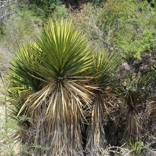 Yucca periculosa — search result for 'Yucca'