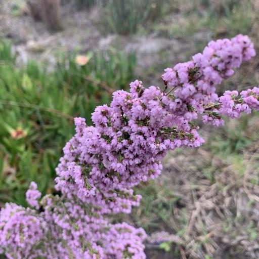 Erica mauritanica — houseplant care guide