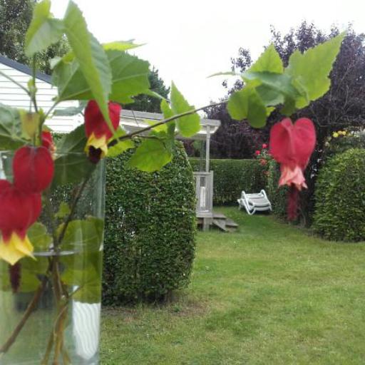 Callianthe megapotamica other