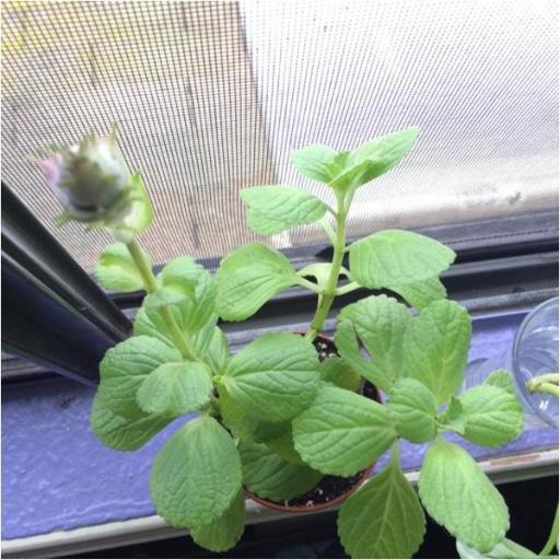 Coleus caninus other