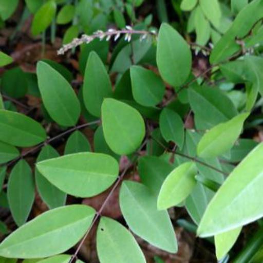 Indigofera kirilowii other