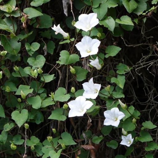 Calystegia tuguriorum other