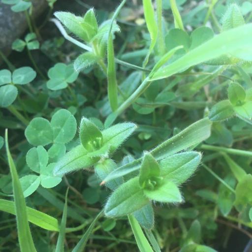 Cerastium holosteoides other