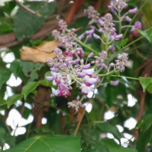 Austrocallerya megasperma — houseplant care guide