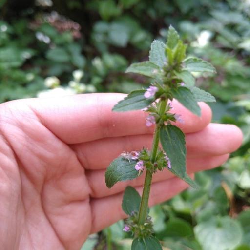 Stachys agraria — houseplant care guide