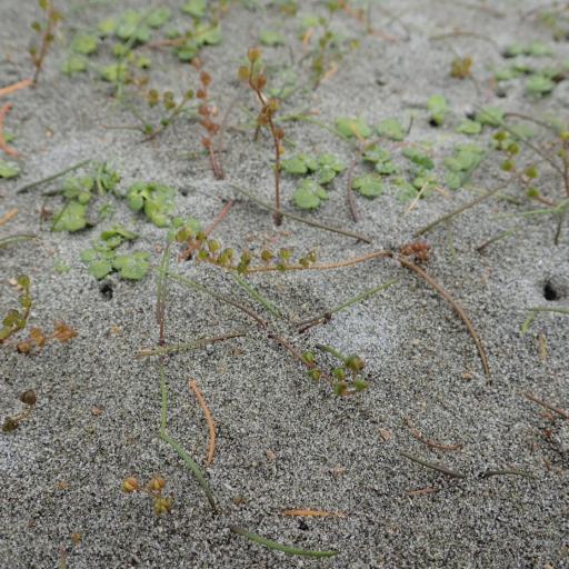 Ranunculus acaulis other