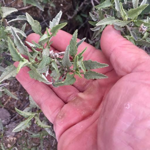 Ambrosia deltoidea other