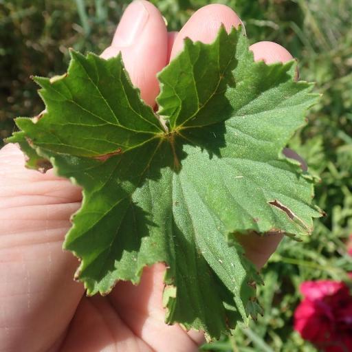 Pelargonium × domesticum other
