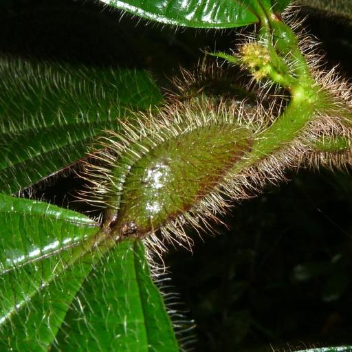 Miconia tococa other