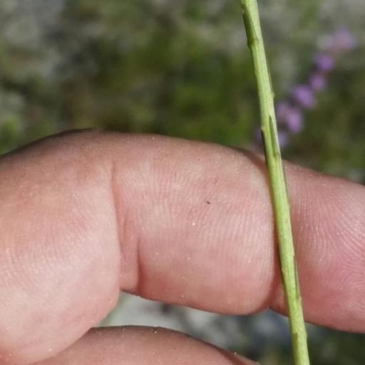 Liatris quadriflora — search result for 'Liatris'