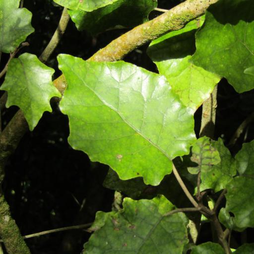 Brachyglottis repanda other