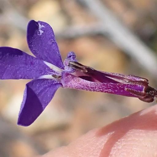 Lobelia tomentosa — houseplant care guide