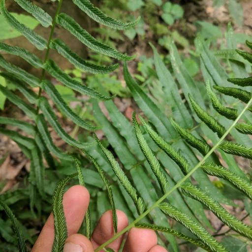 Homalosorus pycnocarpos other