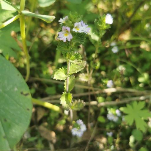 Euphrasia maximowiczii — search result for 'Euphrasia'