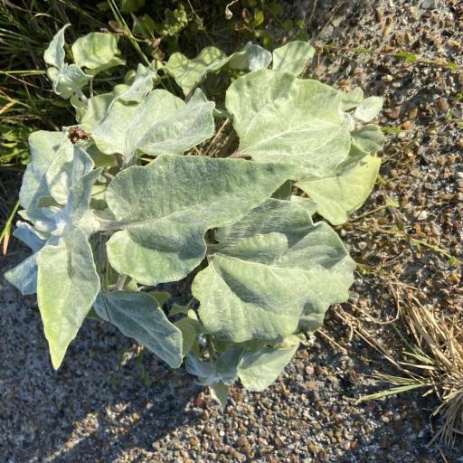 Helianthus argophyllus other