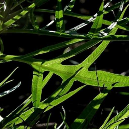 Solanum vescum other