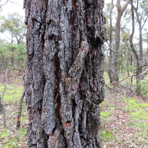 Eucalyptus tricarpa other