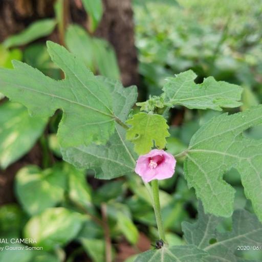 Urena procumbens other