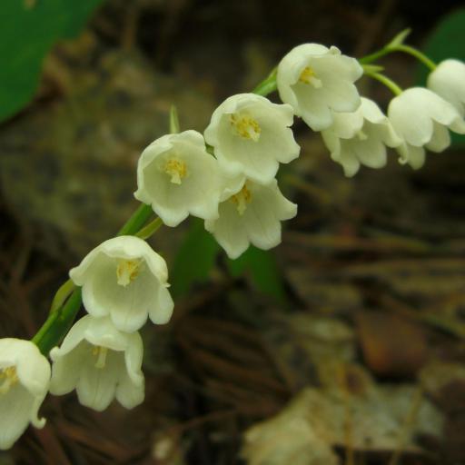 Convallaria pseudomajalis other