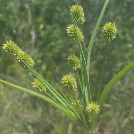Cyperus retrorsus — houseplant care guide