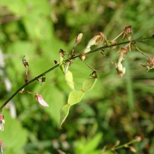 Desmodium perplexum — search result for 'Desmodium'