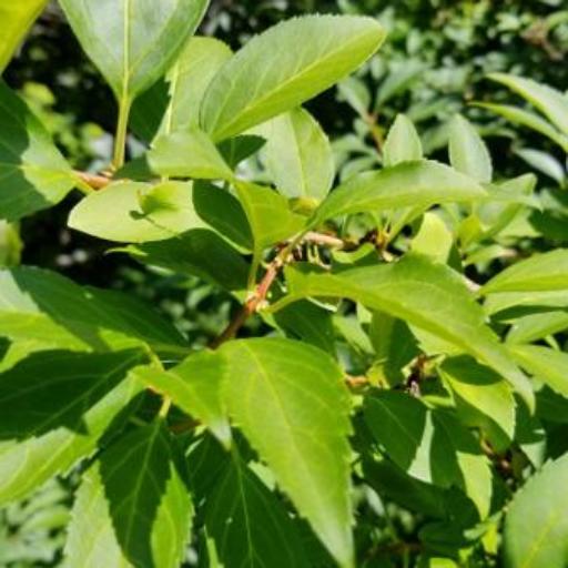 Forsythia × intermedia