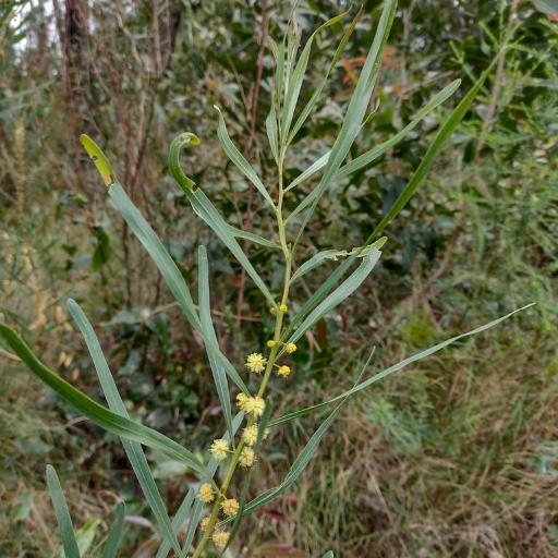 Acacia stricta — houseplant care guide