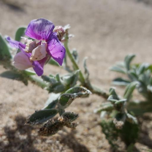 Lathyrus littoralis other